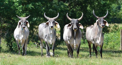 TBJ cattle hindu brasil