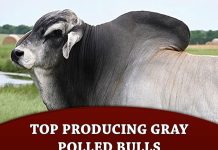 Top Producing Gray Polled Bulls