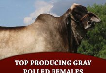 Top Producing Gray Polled Females