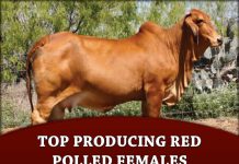 Top Producing Red Polled Females