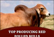 Top Producing Red Polled Bulls