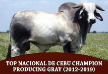 Top Nacional de Cebu Champion Producing Gray (2012-2019)