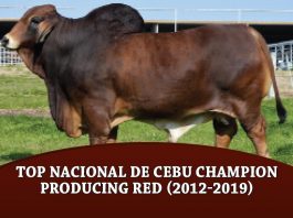 Top Nacional de Cebu Champion Producing Red (2012-2019) Top-Nacional-de-Cebu-Champion-Producing-Red-(2012-2019)