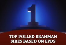 The Brahman Journal’s Top Polled Brahman Sires based on EPDs