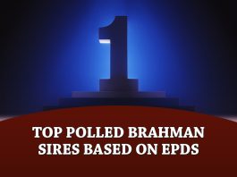 The Brahman Journal’s Top Polled Brahman Sires based on EPDs