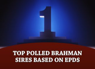 The Brahman Journal’s Top Polled Brahman Sires based on EPDs