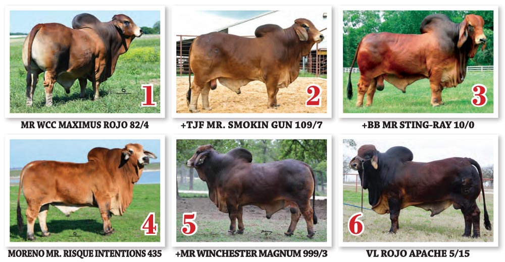 Top producing Red sires of the 2020 Show Circuit