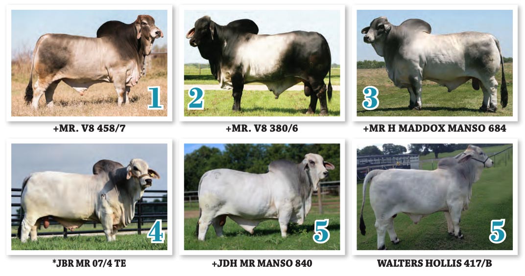 Top Producing Sires Of The 2020 Show Circuit