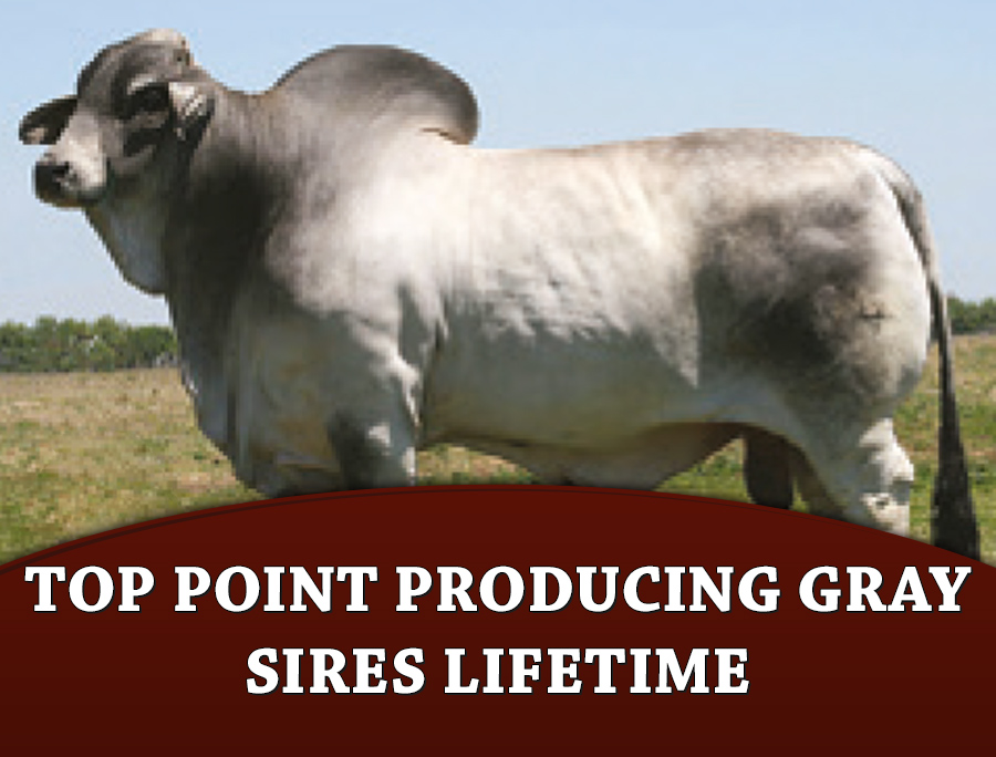 Click here to see Top point producing Gray sires LIFETIME