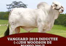 Vanguard 2019 Inductee (+)JDH Woodson de Manso 206/7
