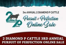 2 Diamond P Cattle 3rd Annual Pursuit of Perfection Online Sale