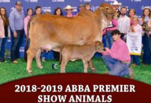 2018-2019 ABBA Premier Show Animals