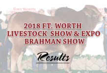 2018 FT. Worth Livestock Show & Expo Brahman Show