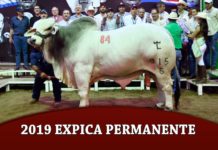 2019 Expica Permanente