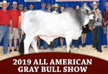 2019 All American – Gray Bull Show