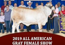 2019 All American – Gray Female Show