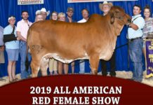 2019 All American – Red Female Show
