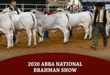 2020 ABBA National Brahman Show