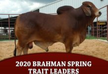 2020 Brahman Spring Trait Leaders
