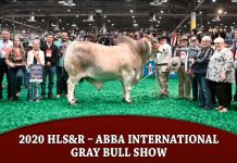 2020 HLS&R – ABBA International Gray Bull Show
