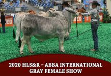 2020 HLS&R – ABBA International Gray Female Show