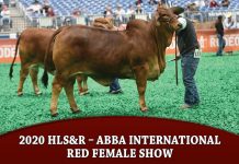 2020 HLS&R – ABBA International Red Female Show