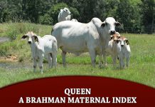 Queen – A Brahman Maternal Index