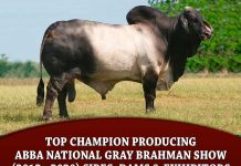 Top Champion Producing ABBA National Gray Brahman