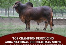 Top Champion Producing ABBA National Red Brahman