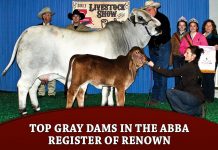 Top Gray Dams in the ABBA Register of Renown