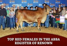 Top Red Females in the ABBA Register of Renown