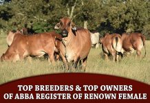 Top Breeders & Top Owners of ABBA Register Of Renown Female