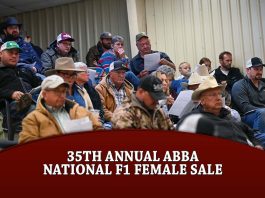 35th Annual ABBA National F1 Female Sale