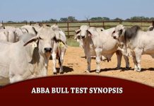 ABBA Bull Test Synopsis