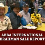 featured-ABBA-International-Brahman-Sale-Report