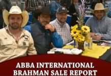 ABBA International Brahman Sale Report