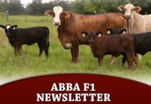 ABBA F1 Newsletter