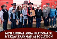 34th Annual ABBA National F1 & Texas Brahman Association Brahman Female Sale