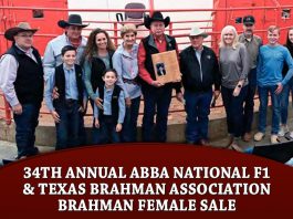 34th Annual ABBA National F1 & Texas Brahman Association Brahman Female Sale