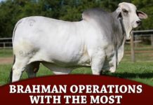 Brahman Operations With The Most Registrations