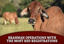 Brahman Operations with the Most Red Registrations