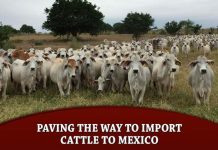 Paving The Way To Import Cattle To Mexico