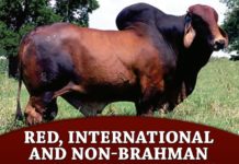Red, International and Non-Brahman Most Registrations