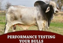 Performance Testing Your Bulls