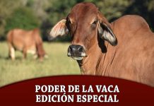 Poder de la Vaca – Edición Especial