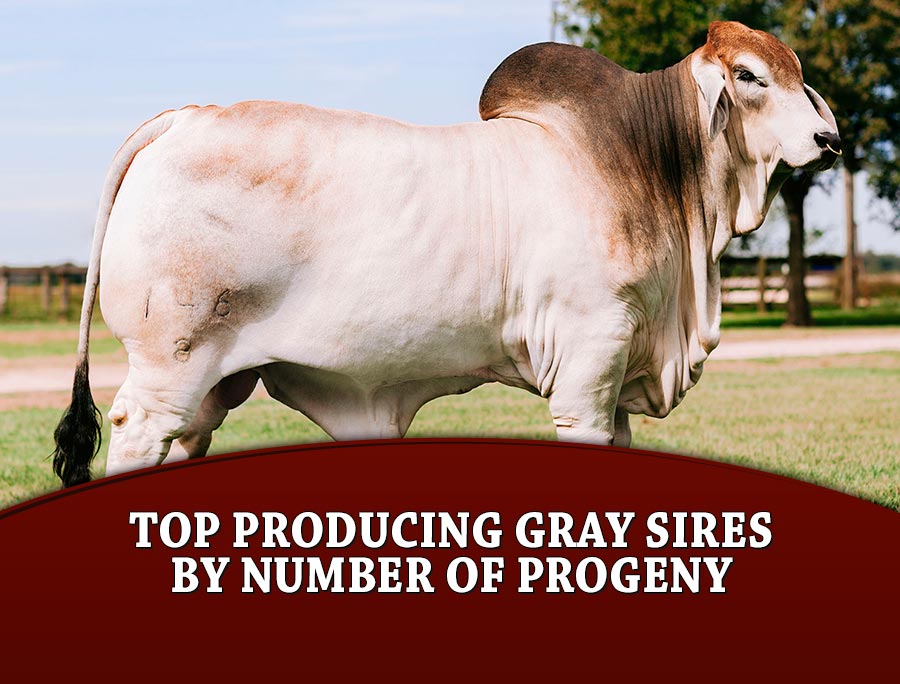 These numbers were supplied by The American Brahman Breeders Association (ABBA). Progeny represented in the totals could be either red or gray...