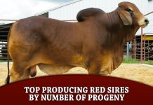 Top Producing Red Sires by Number of Progeny