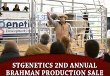 STgenetics 2nd Annual Brahman Production Sale