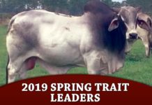 2019 Spring Trait Leaders