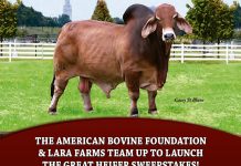 The Great Heifer Sweepstakes!